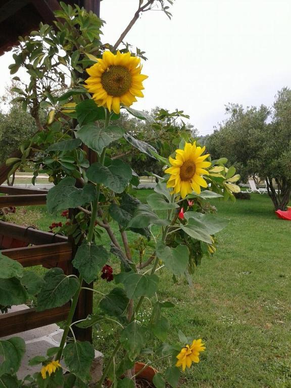 Villa Irida Sarti Eksteriør bilde